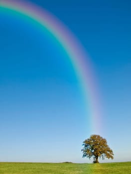 tree on a green meadow a rainbow