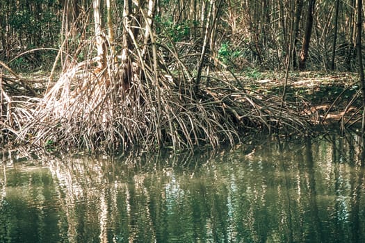 Scenic mangrove forest ecosystem with Mangrove roots and green Lake Landscape lake mangrove forest. tha pom-klong-song-nam at krabi .