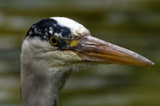 Gray heron