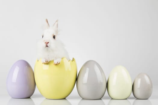 Eggs,Spring baby bunny, happy easter background