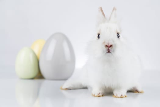 Rabbit, Bunny and easter eggs