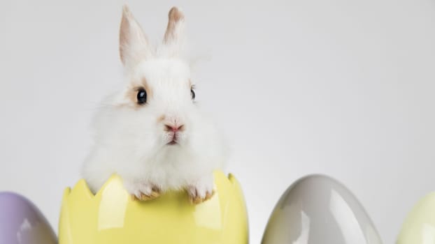 Eggs,Spring baby bunny, happy easter background
