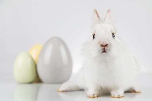Egg,Little bunny, happy easter background