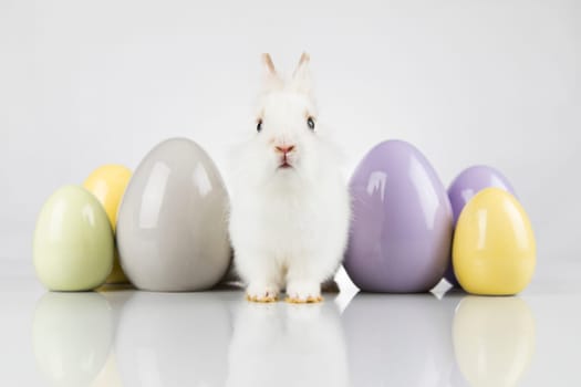 Rabbit, Bunny and easter eggs