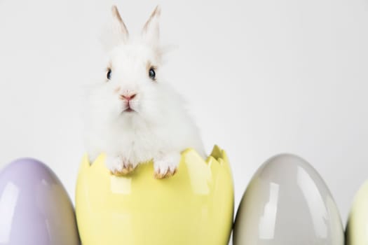 Eggs,Spring baby bunny, happy easter background