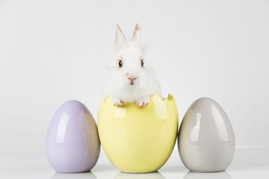 Eggs,Spring baby bunny, happy easter background