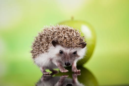 Hedgehog with apple, Autumnal animal