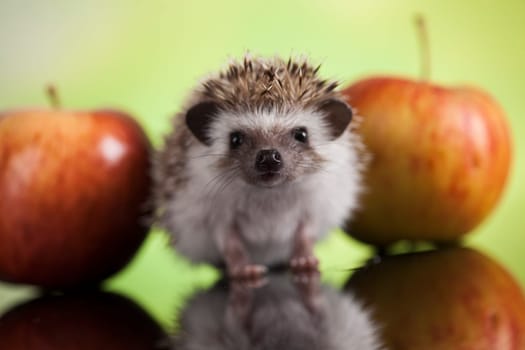 Hedgehog with apple, Autumnal animal