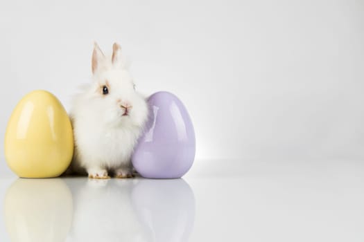 Rabbit, Bunny and easter eggs