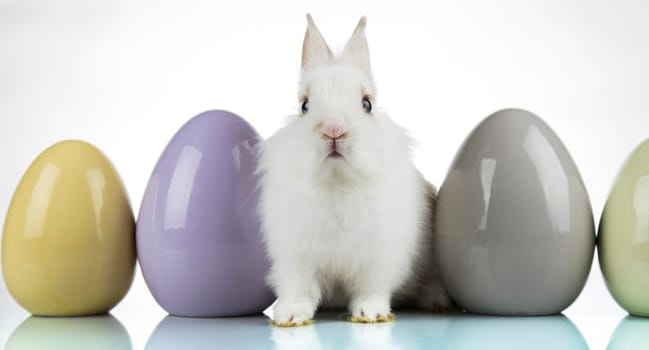 Rabbit, Bunny and easter eggs