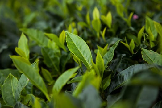 Fresh green tea plantation at Sri lanka