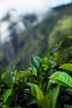 Fresh green tea plantation at Sri lanka