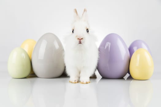 Egg,Little bunny, happy easter background