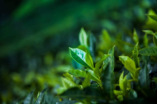 Fresh green tea plantation at Sri lanka