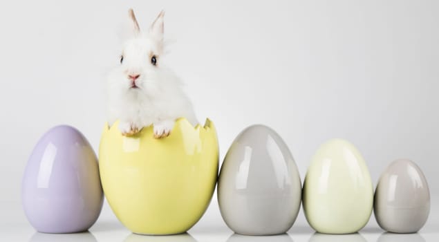 Eggs,Animal Baby bunny, happy easter background