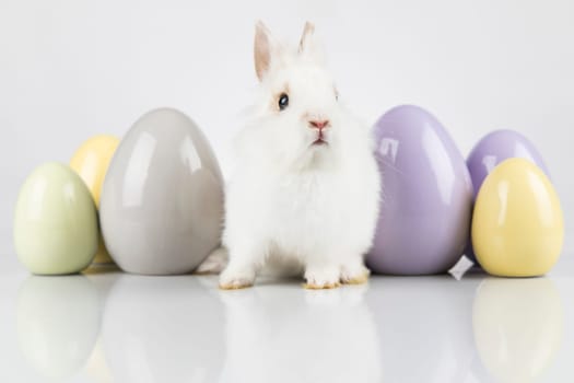 Egg,Little bunny, happy easter background