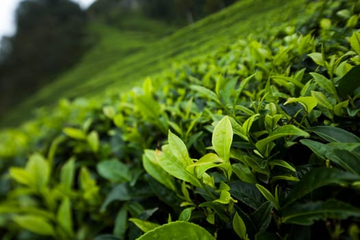 Field tea asia, sri lanka