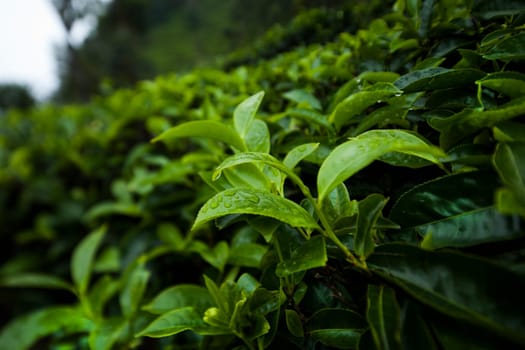 Field tea asia, sri lanka