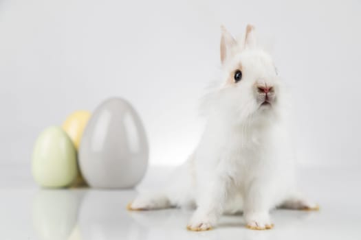 Rabbit, Bunny and easter eggs