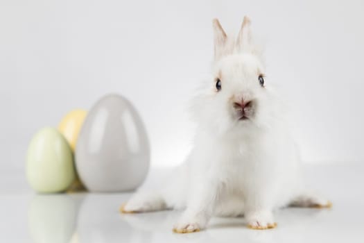 Egg,Little bunny, happy easter background