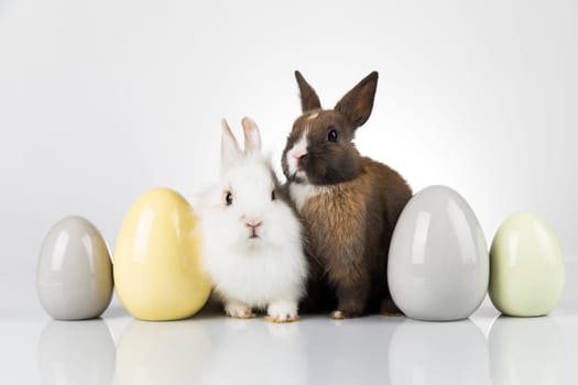 Eggs,Animal Baby bunny, happy easter background