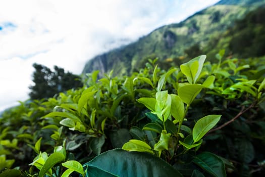 Fresh green tea plantation at Sri lanka