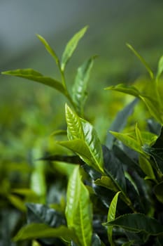 Fresh green tea plantation at Sri lanka