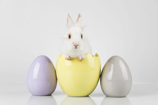 Eggs,Animal Baby bunny, happy easter background