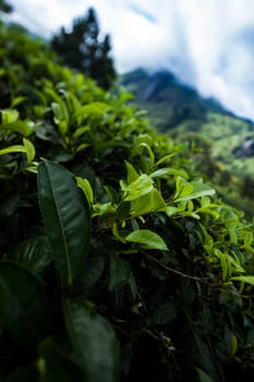 Sri lanka, Asia, Beautiful fresh green tea plantation