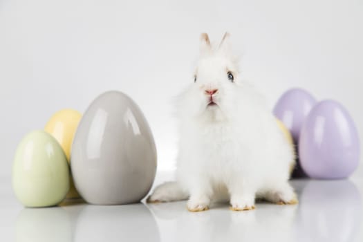 Rabbit, Bunny and easter eggs