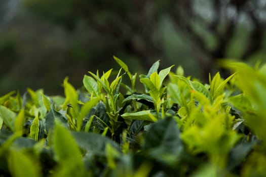 Fresh green tea plantation at Sri lanka