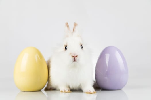 Baby bunny and egg, easter background