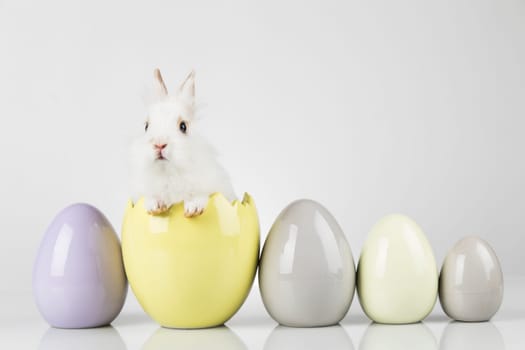 Eggs,Animal Baby bunny, happy easter background