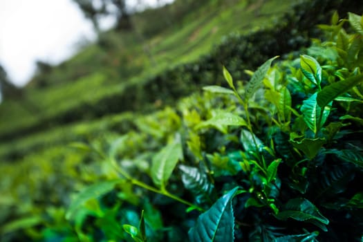 Close up of fresh tea leaves