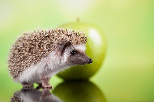 Hedgehog with apple, Autumnal animal