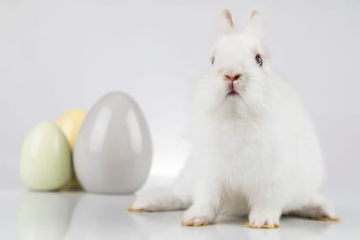 Rabbit, Bunny and easter eggs