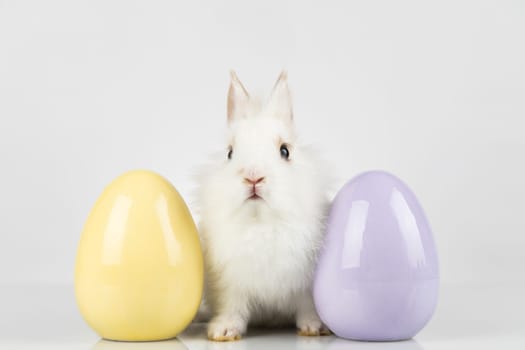 Baby bunny and egg, easter background