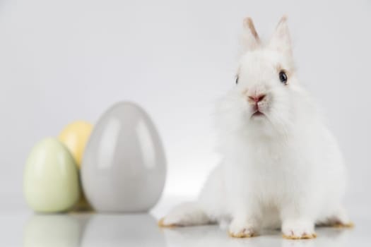 Rabbit, Bunny and easter eggs