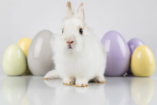Rabbit, Bunny and easter eggs