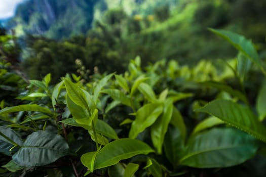 Sri lanka, Asia, Beautiful fresh green tea plantation