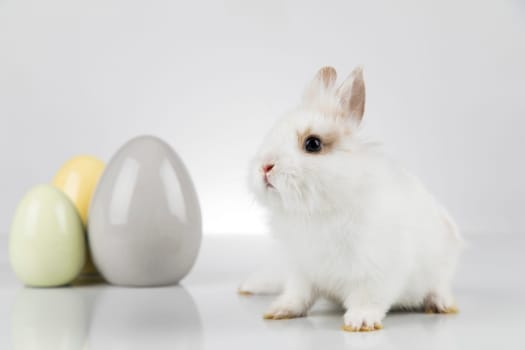 Egg,Little bunny, happy easter background