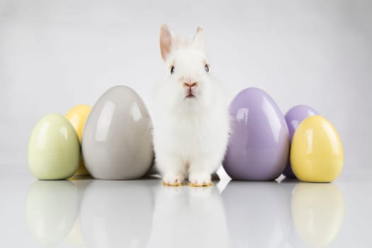 Egg,Little bunny, happy easter background