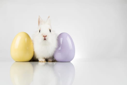 Baby bunny and egg, easter background