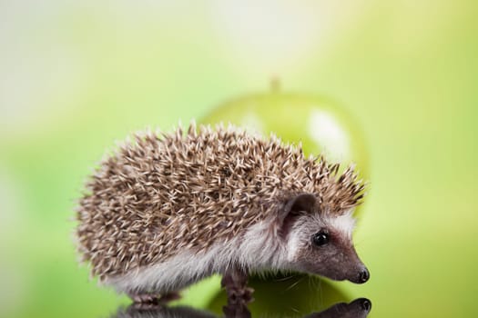Hedgehog with apple, Autumnal animal