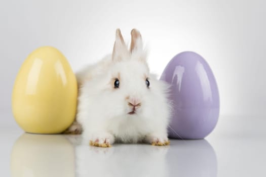 Baby bunny and egg, easter background