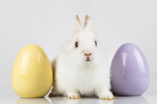 Rabbit, Bunny and easter eggs