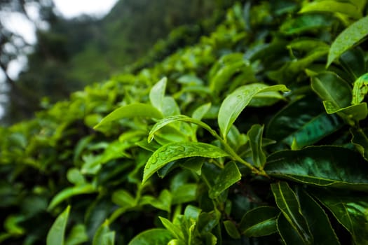Field of green tea plantation