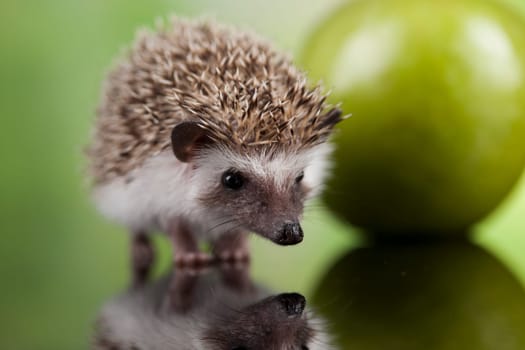 Hedgehog with apple, Autumnal animal