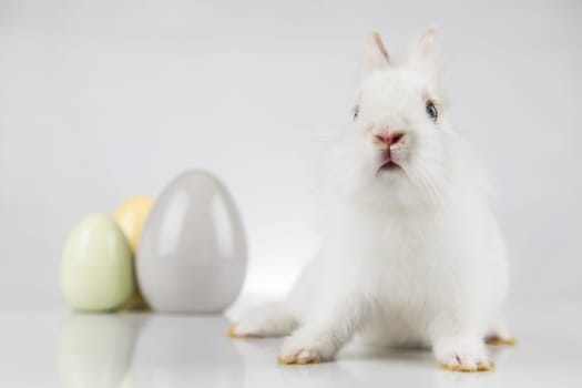 Egg,Little bunny, happy easter background