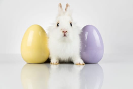 Baby bunny and egg, easter background
